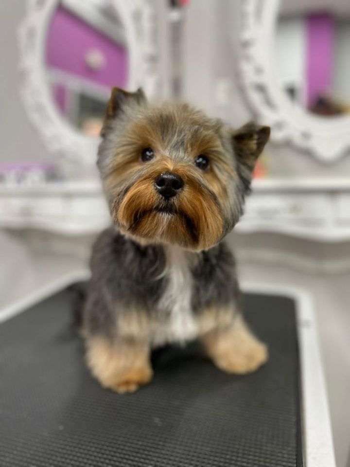 Perro en la peluquería de Friendog Center