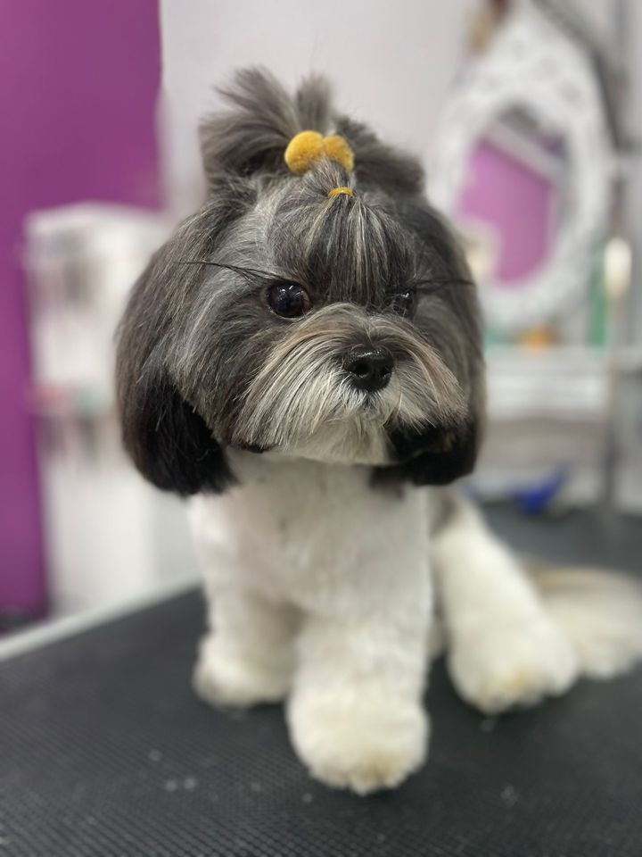 Perro en la peluquería de Friendog Center