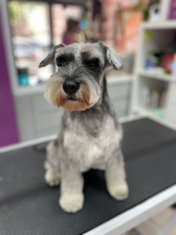 Perro en la peluquería de Friendog Center