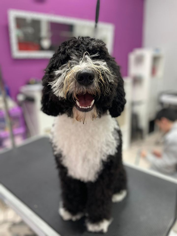 Perro blanco y negro, recién arreglado