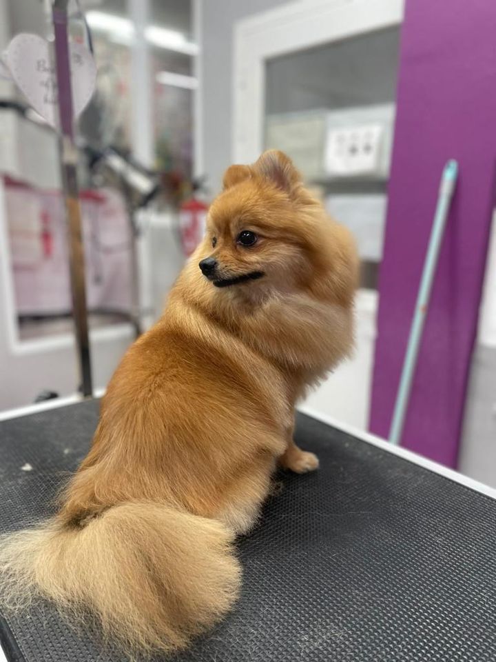 Perro en la peluquería de Friendog Center
