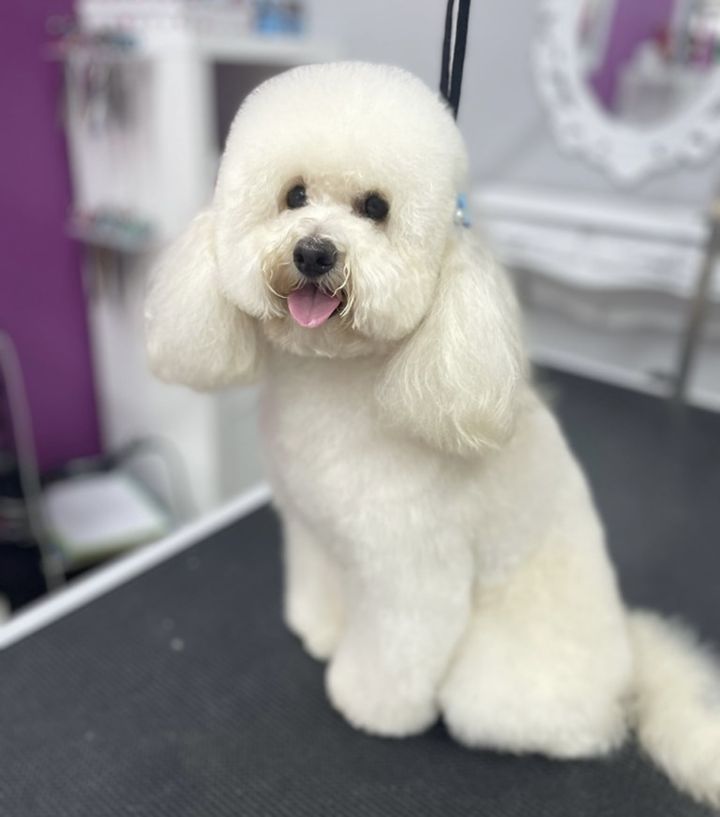 Perro blanco, recién arreglado