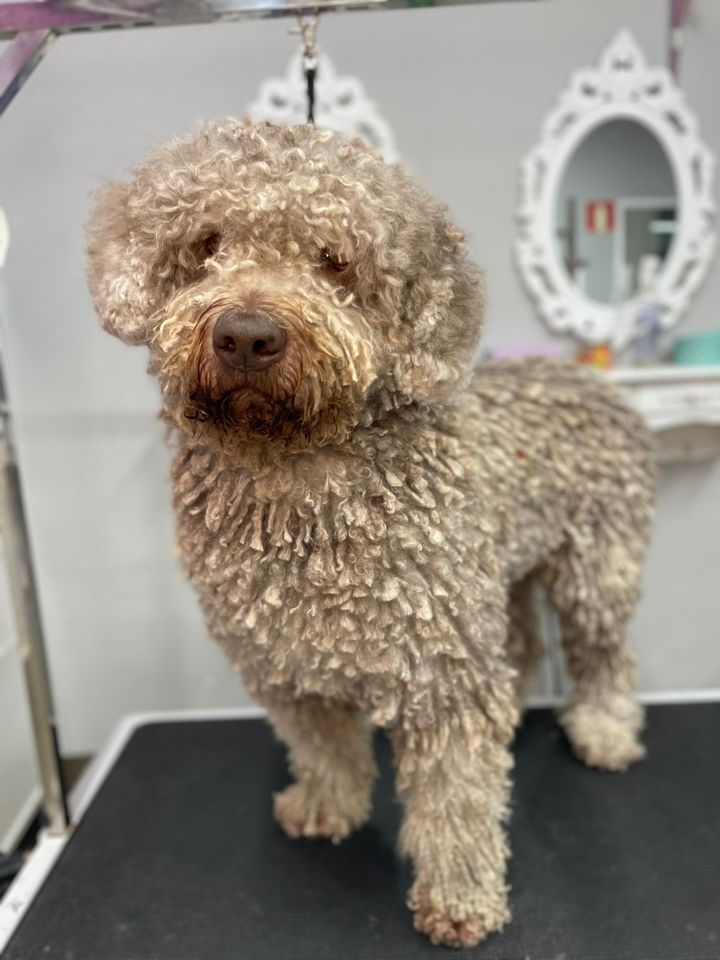 Perro en la peluquería de Friendog Center