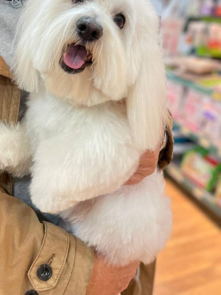 Bichón de pelo blanco en la peluquería de Friendog Center