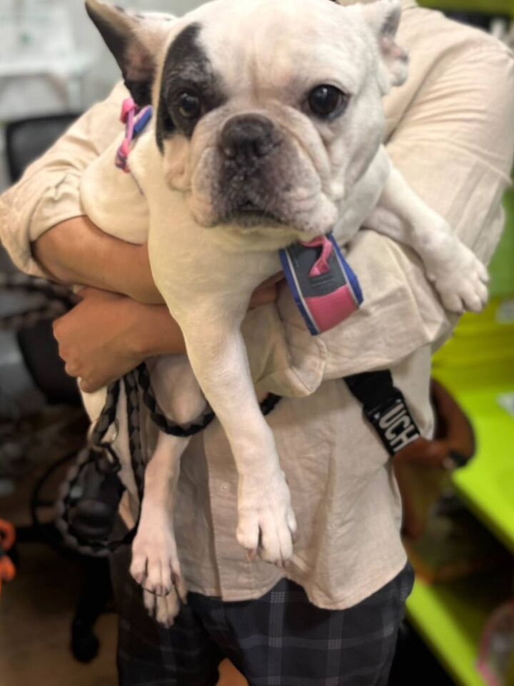 Bulldog francés en la peluquería de Friendog Center
