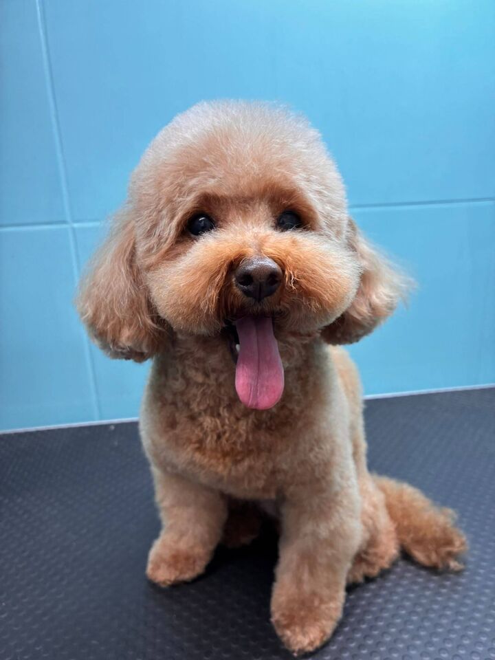 Caniche en la peluquería de Friendog Center