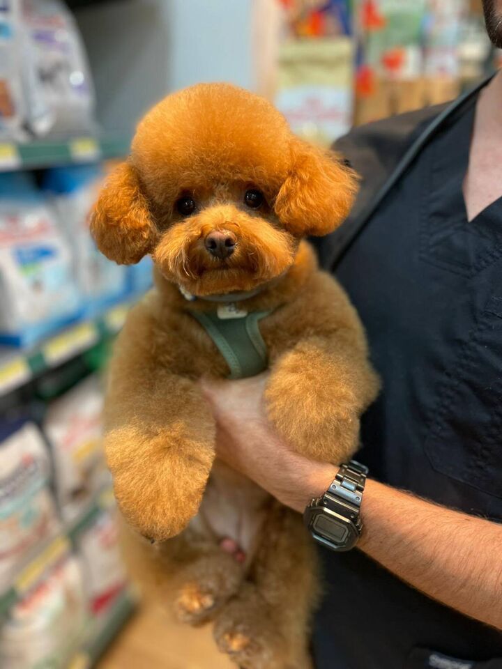 Caniche toy en la peluquería de Friendog Center