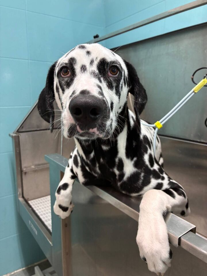 Dálmata en la peluquería de Friendog Center