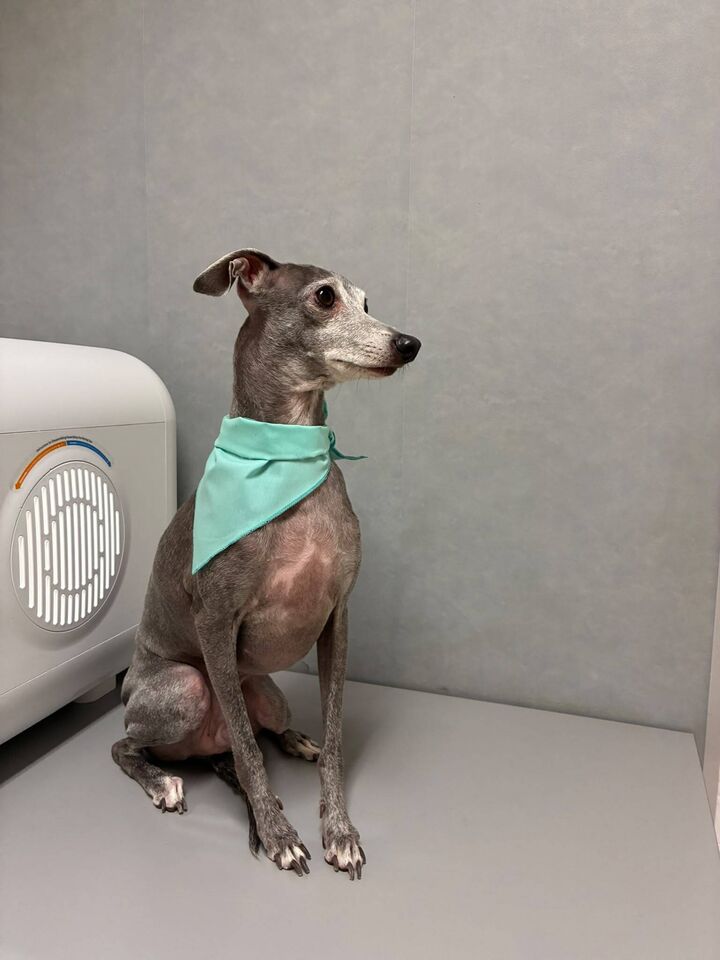 Galgo italiano en la peluquería de Friendog Center