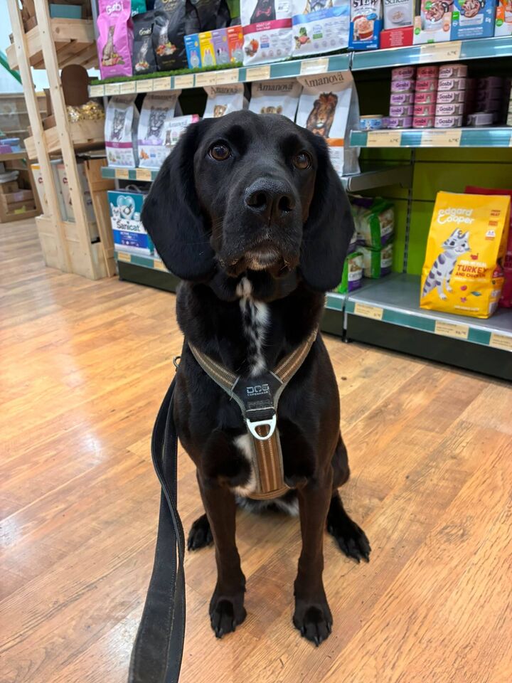 Perro grande de pelo negro en la peluquería de Friendog Center