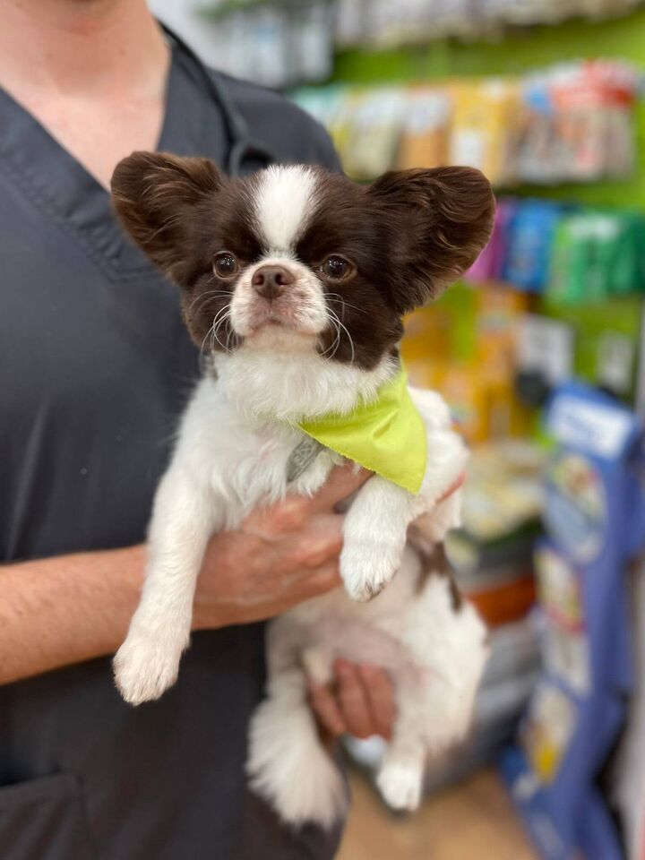 Papillón en la peluquería de Friendog Center