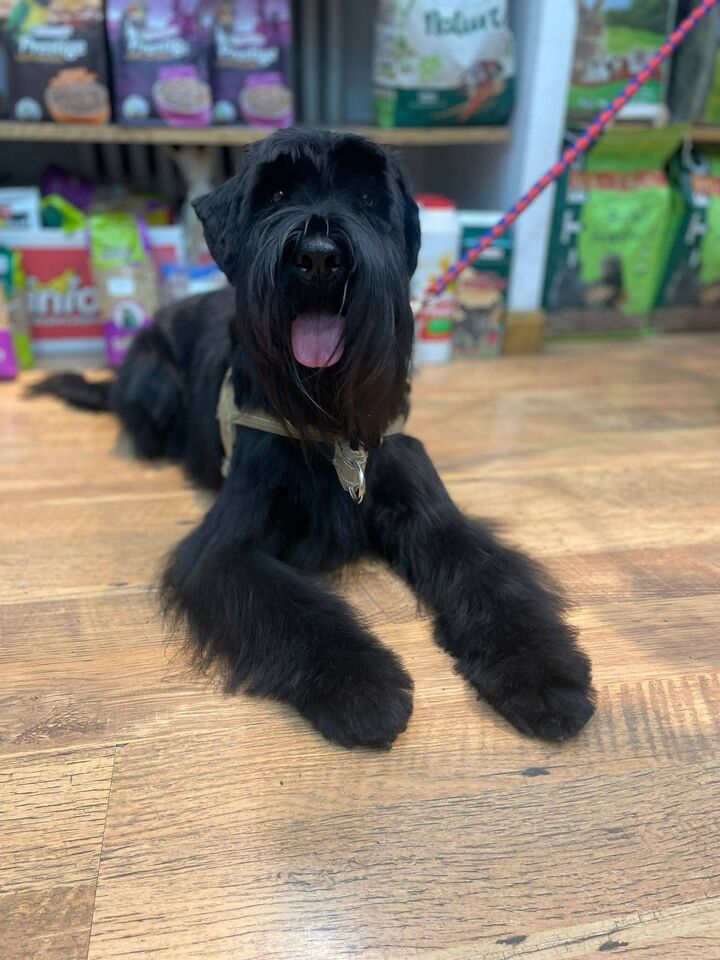 Schnauzer gigante en la peluquería de Friendog Center