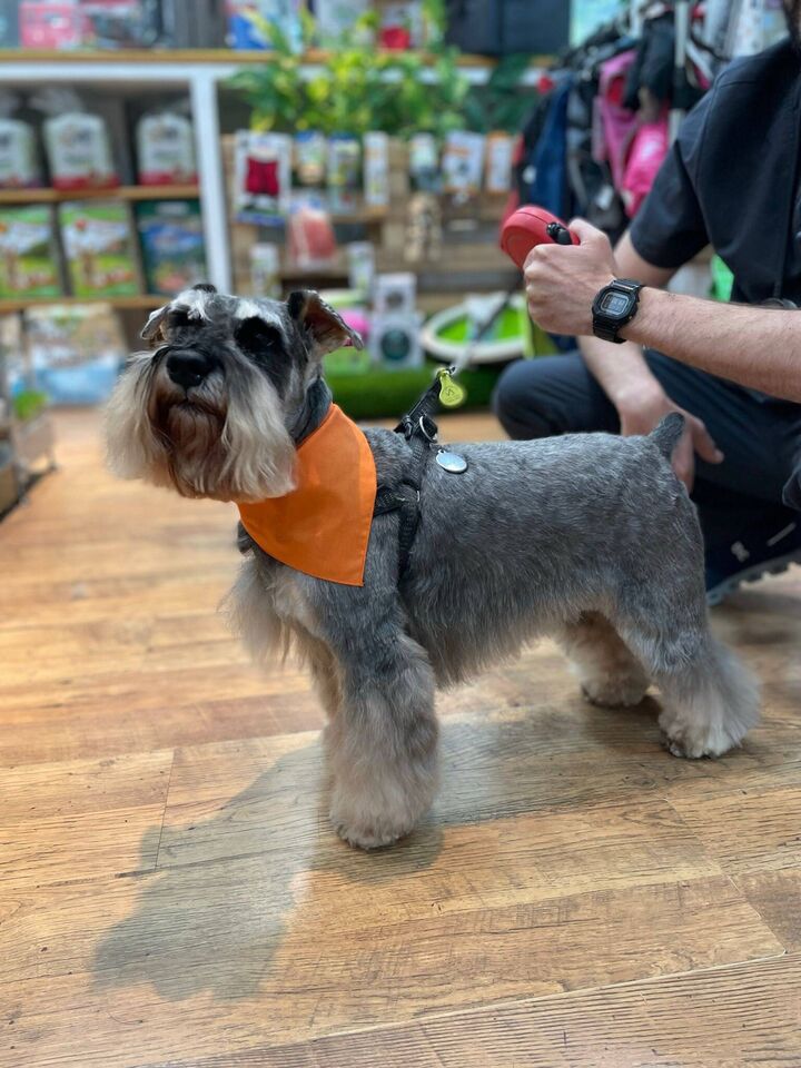 Schnauzer miniatura en la peluquería de Friendog Center